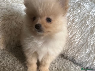 Pomeranian dogs Beautiful Pomeranian girl. - Advert 1