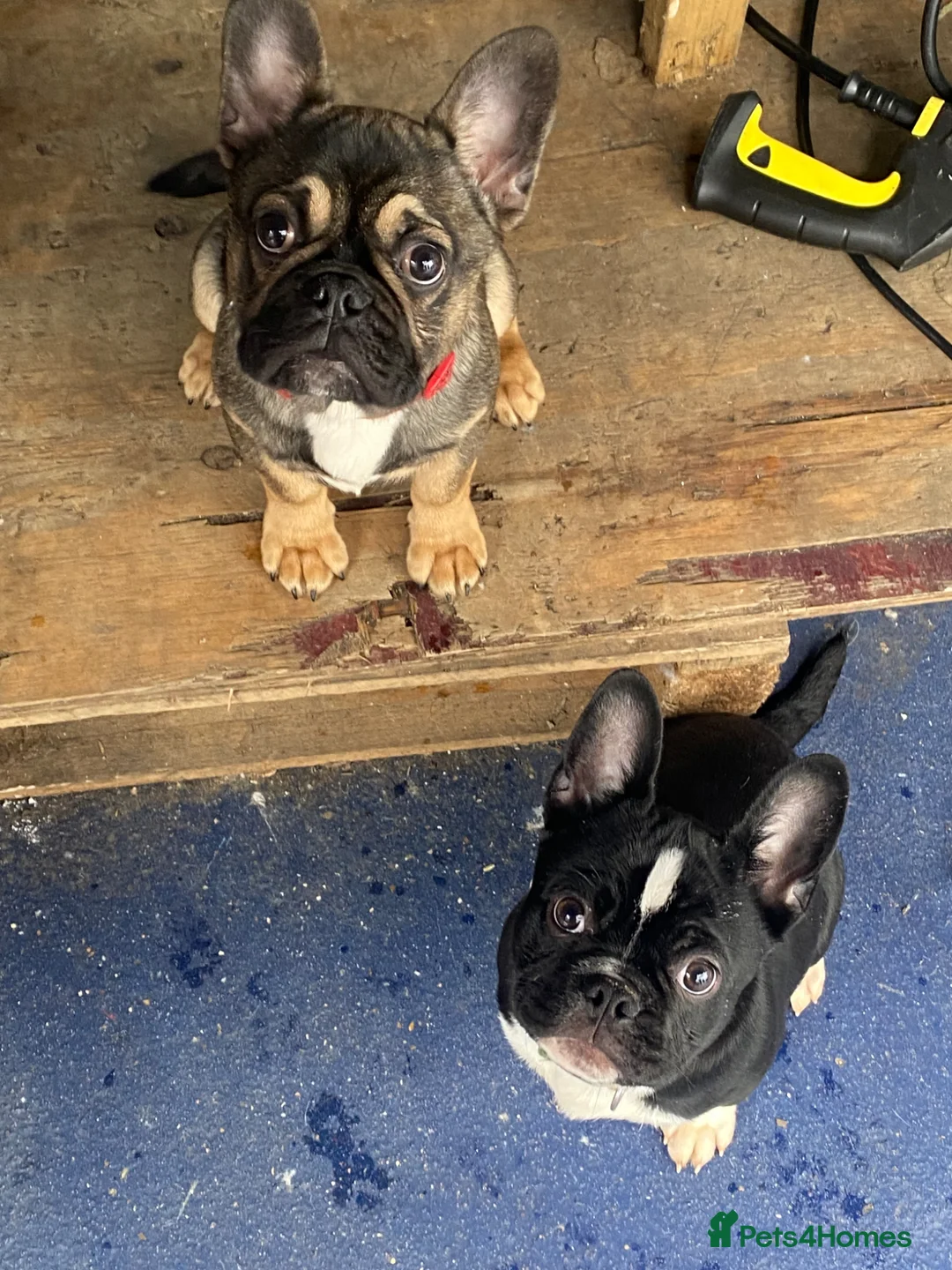 Frug dogs for sale: 2 brother frenchie pugs for sale  - Advert 2