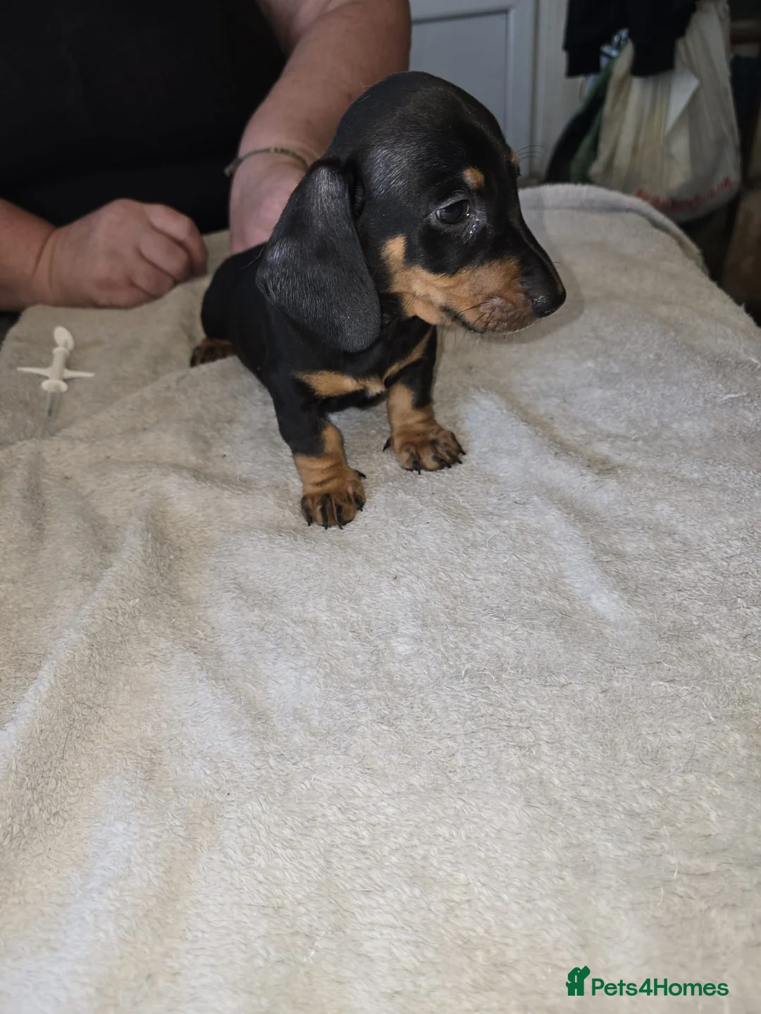 Miniature Dachshund dogs for sale: Miniture dachound puppies  - Advert 5