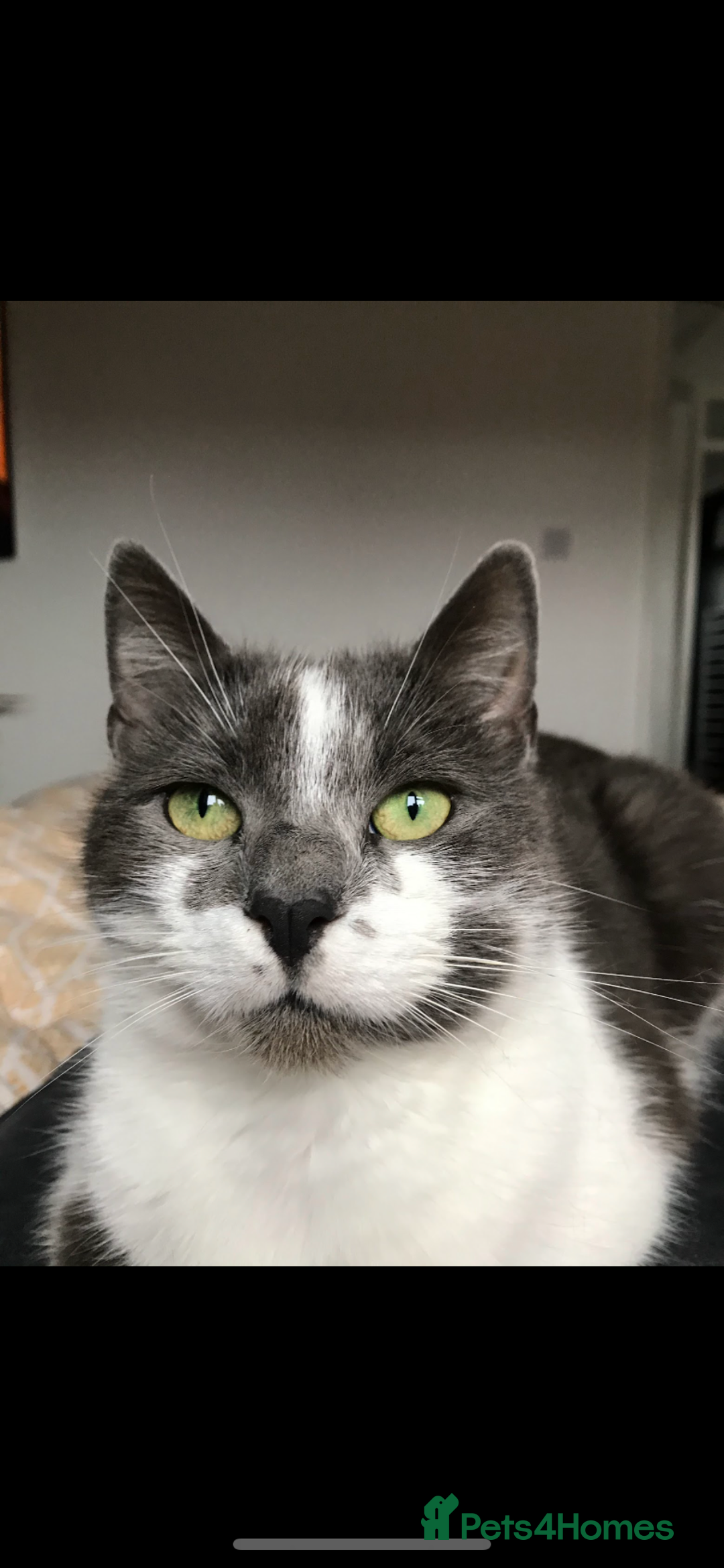 British Shorthair cats for sale: Saphire - Advert 1