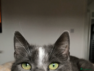 British Shorthair cats Saphire - Advert 5