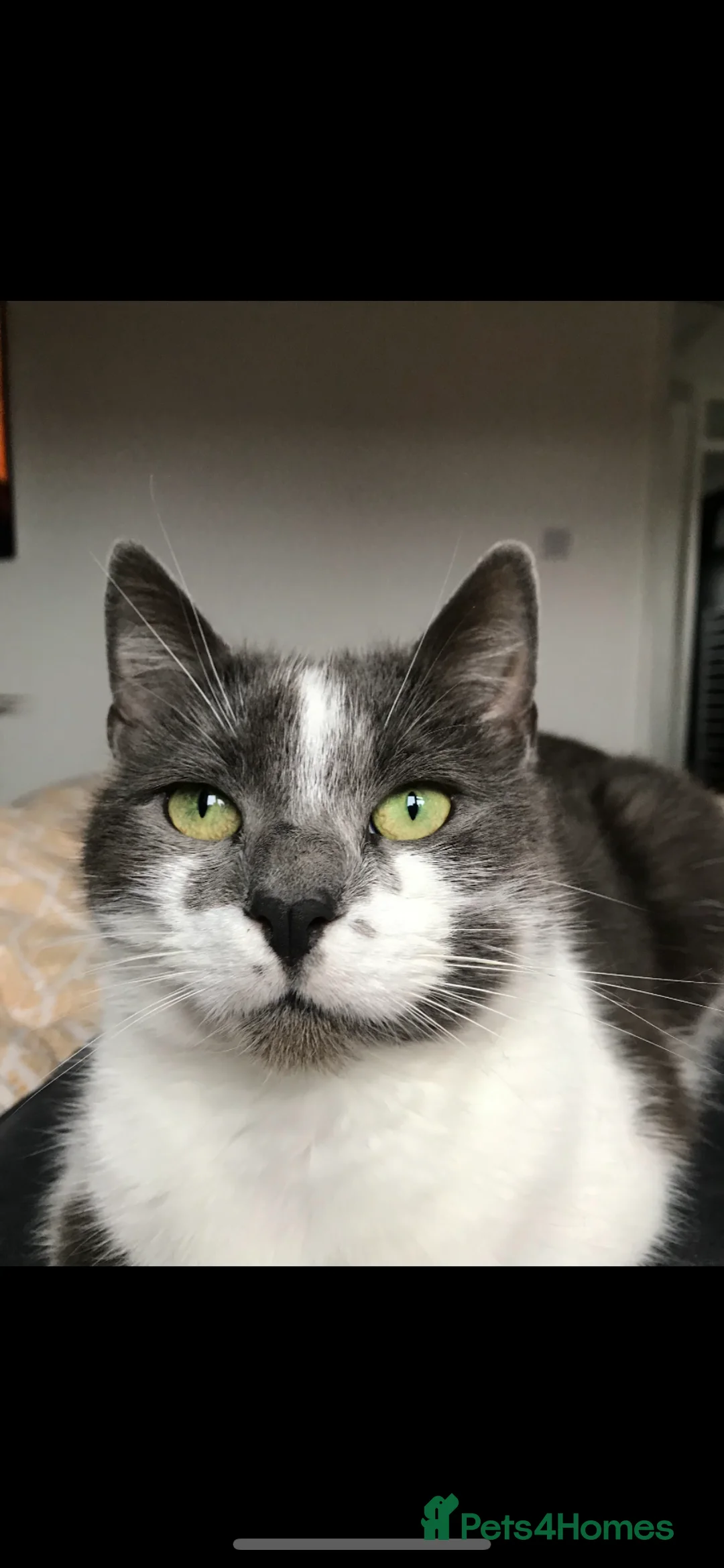 British Shorthair cats for sale: Saphire - Advert 1