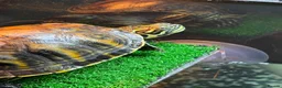 Turtle reptiles for sale: Young Florida red bellied turtle  in Corsham - Advert 3
