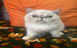 Exotic cats for sale: EXCEPTIONAL GCCF PERSIAN EXOTIC  - Image 11