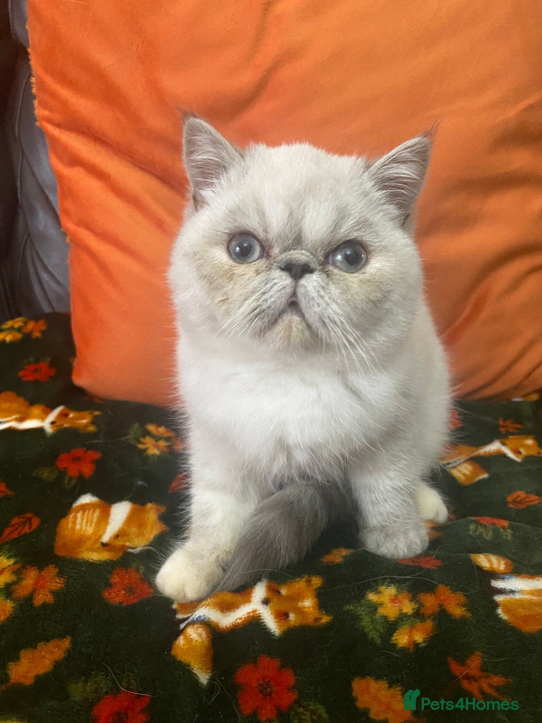 Exotic cats for sale: EXCEPTIONAL GCCF PERSIAN EXOTIC  - Image 11