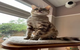 Bengal cats for sale: Beautiful Bengal boy - Image 17