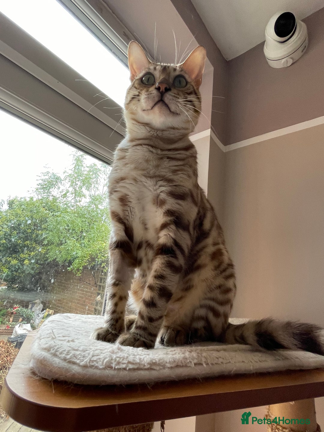 Bengal cats for sale: Beautiful Bengal boy - Image 17