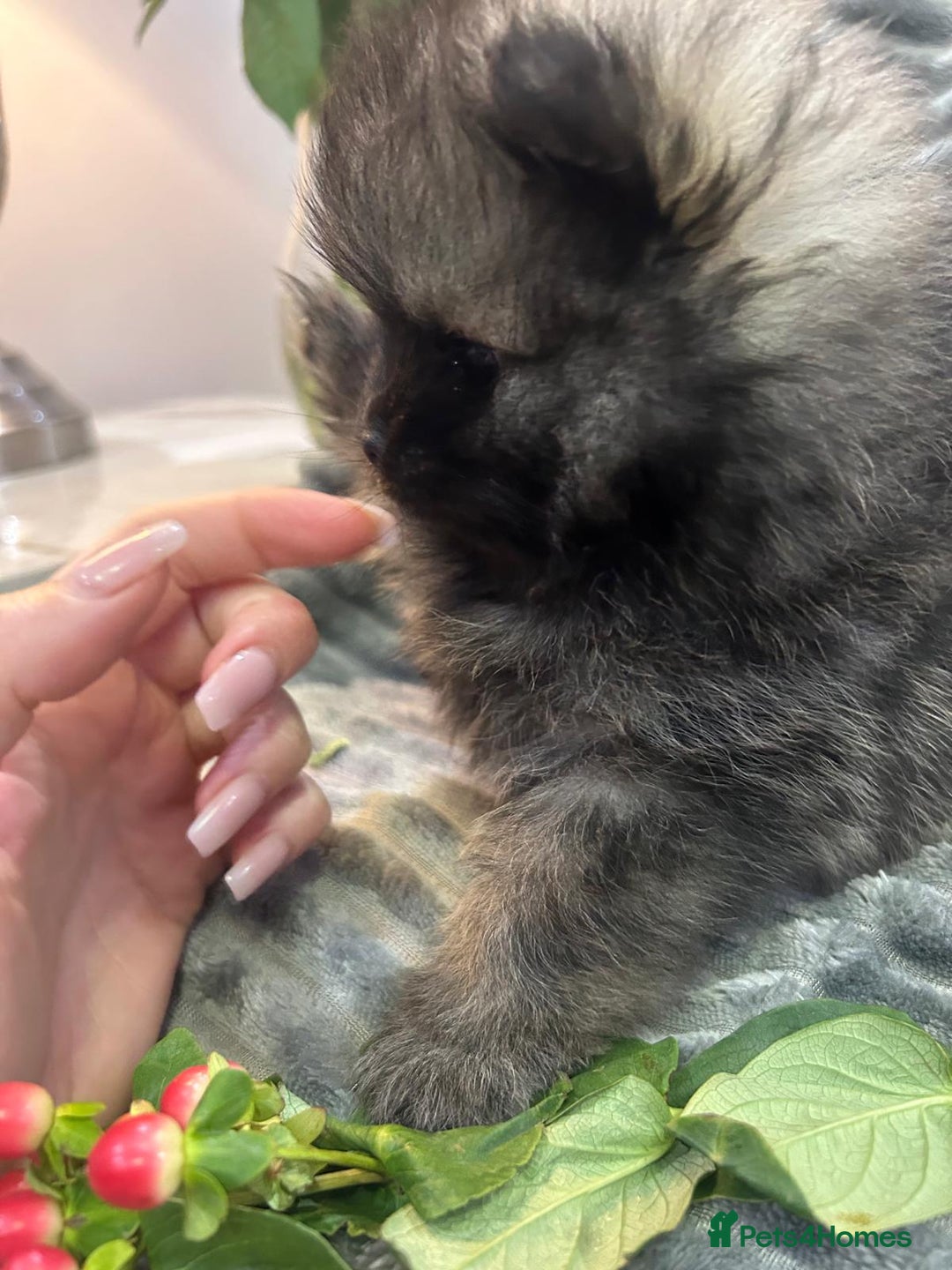 Pomeranian dogs for sale: Show quality tiny beautiful show stopper poms 💙🩷 - Advert 13