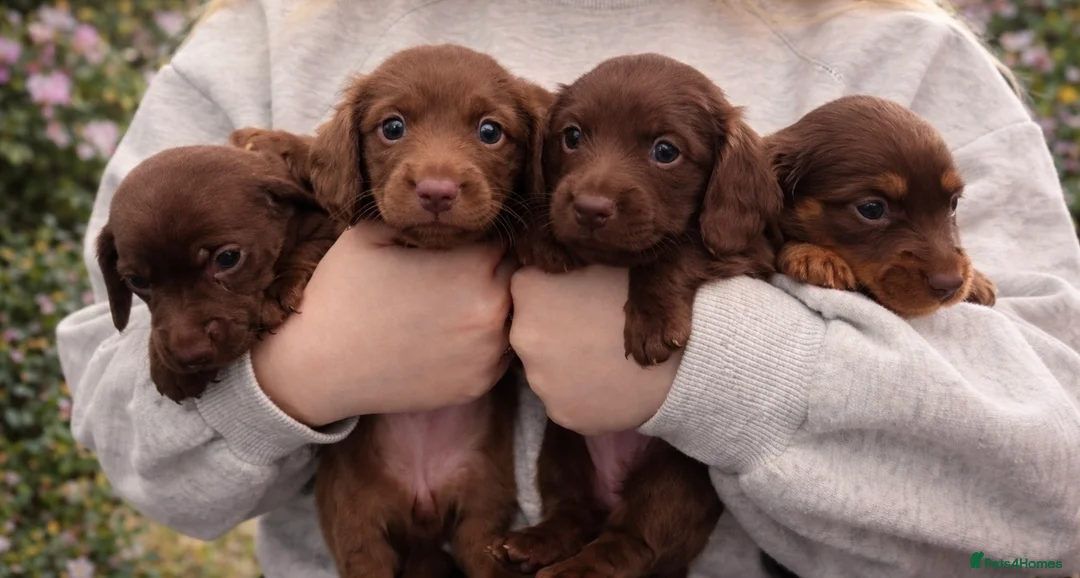 Miniature Dachshund dogs for sale: 5* L/H mini reg carrying cream vet approved pups - Advert 1