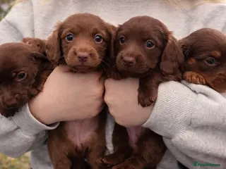 Miniature Dachshund dogs for sale: 5* L/H mini reg carrying cream vet approved pups - Advert 1