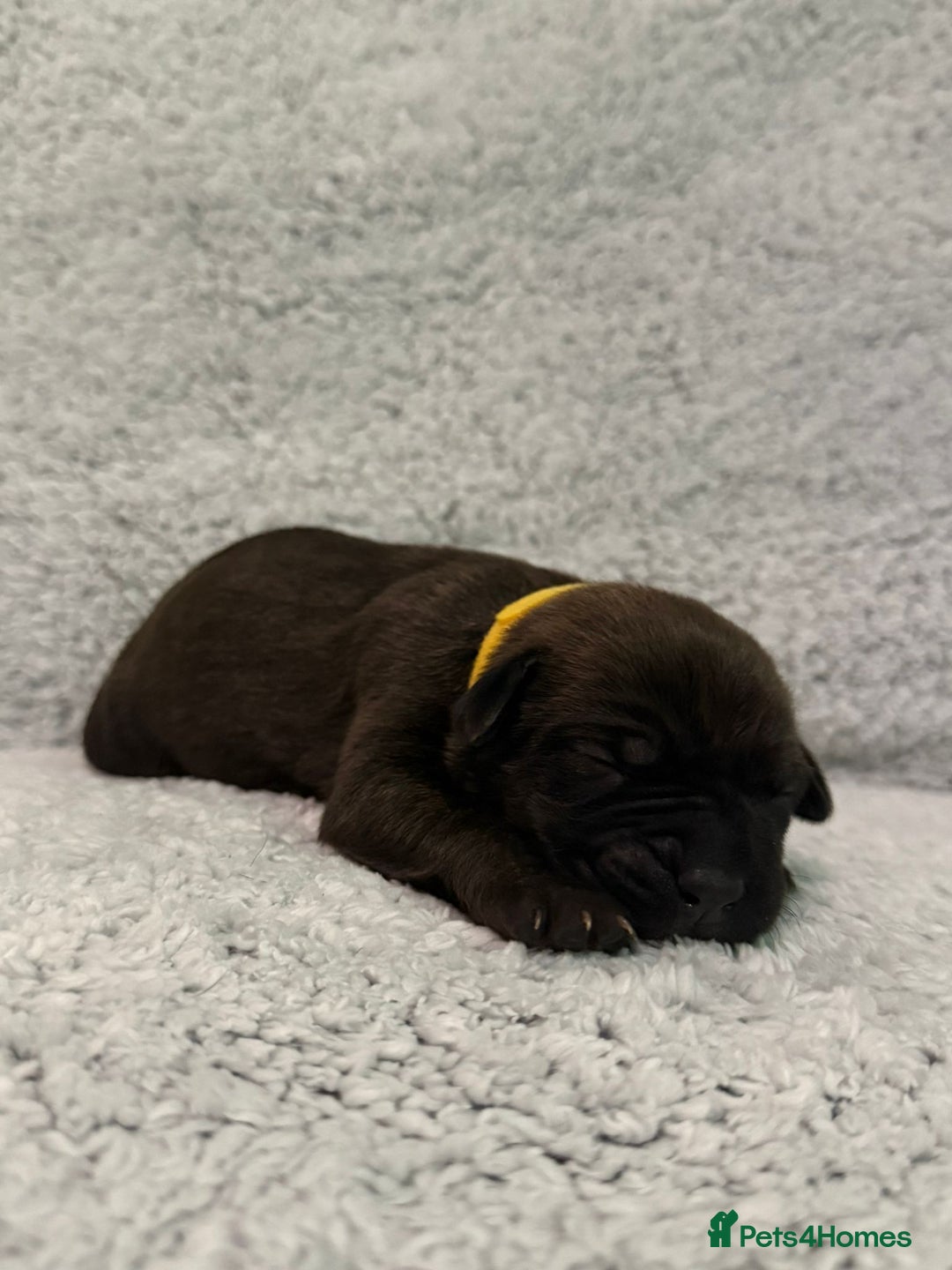 Bandog dogs for sale: 🐾 🌟 Premium multigen Bandogge Puppies🌟🐾 - Image 23