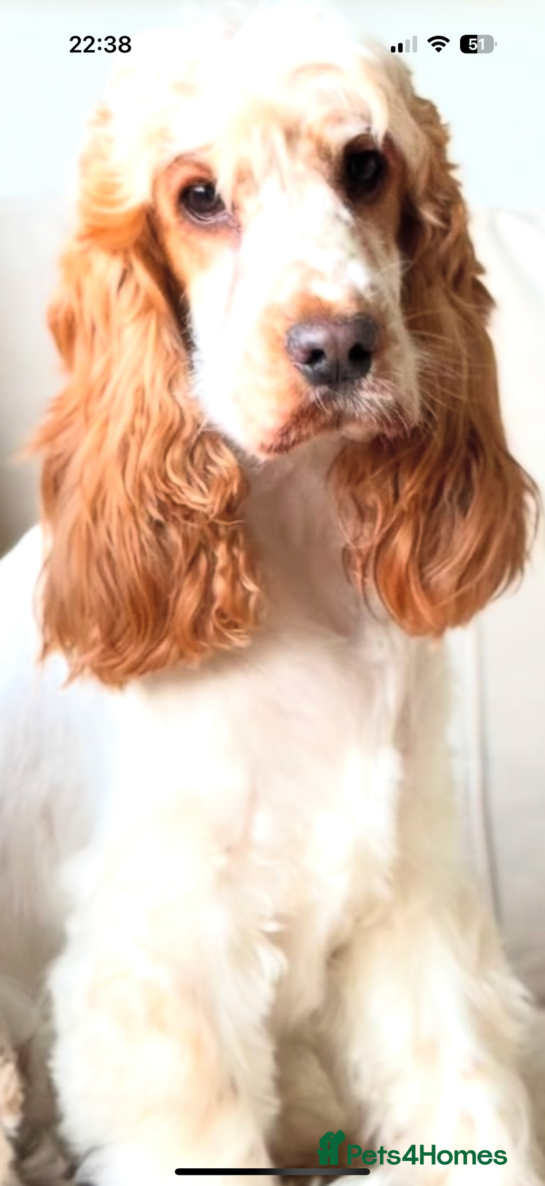 Cocker Spaniel dogs for sale: Lovely girl for rehome  - Advert 8