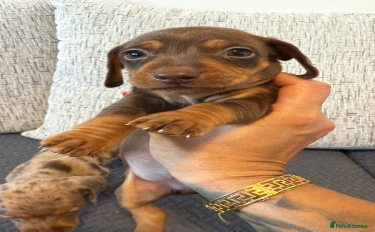 Miniature Dachshund dogs - Advert 5