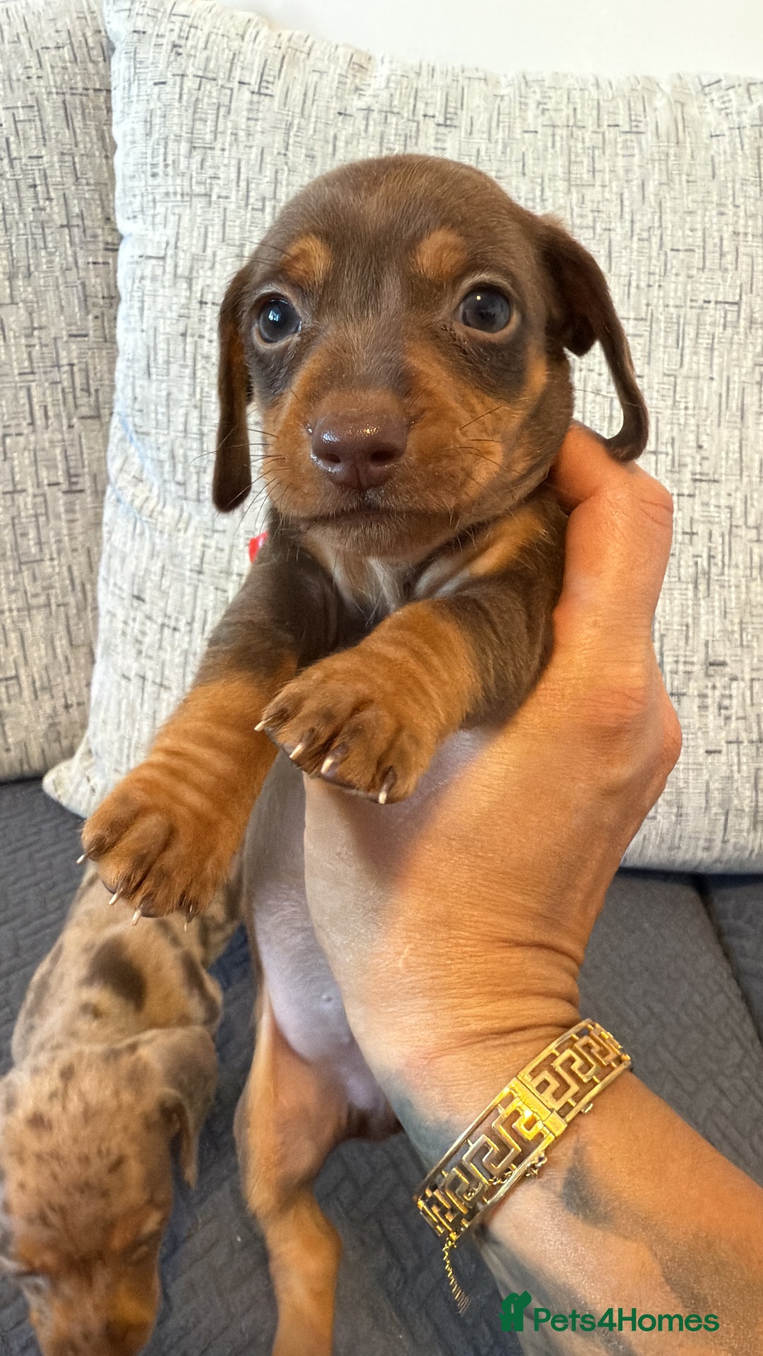Miniature Dachshund dogs for sale: ❤️🐶 Miniature dachshund puppies 🐶❤️ READY NOW!! - Image 3
