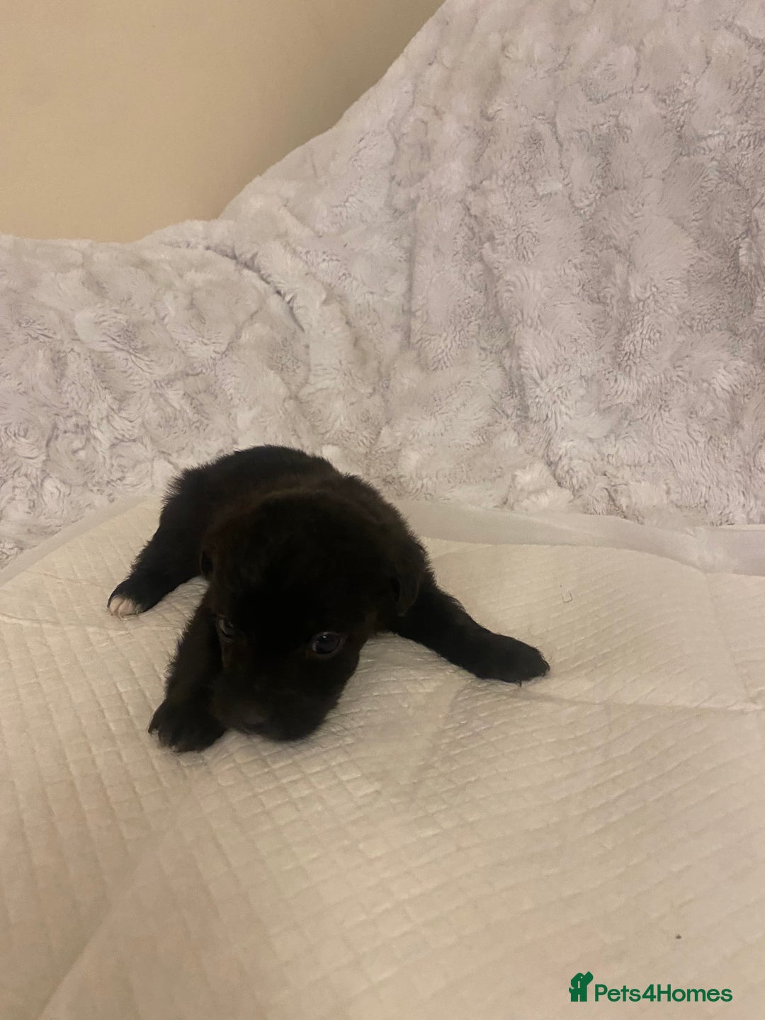 Jackapoo dogs for sale: Jackapoo puppies  - Advert 16