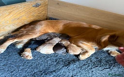 Cocker Spaniel dogs for sale: Quality KC registered FTC Working Cocker Spaniels - Image 6