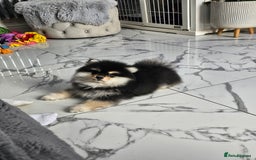 Pomsky dogs for sale: Pomsky puppies very small toy size F3  - Image 4