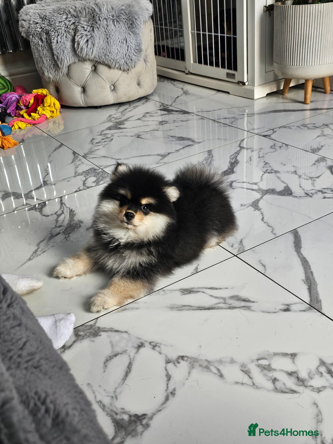 Pomsky dogs for sale: Pomsky puppies very small toy size F3  - Image 4