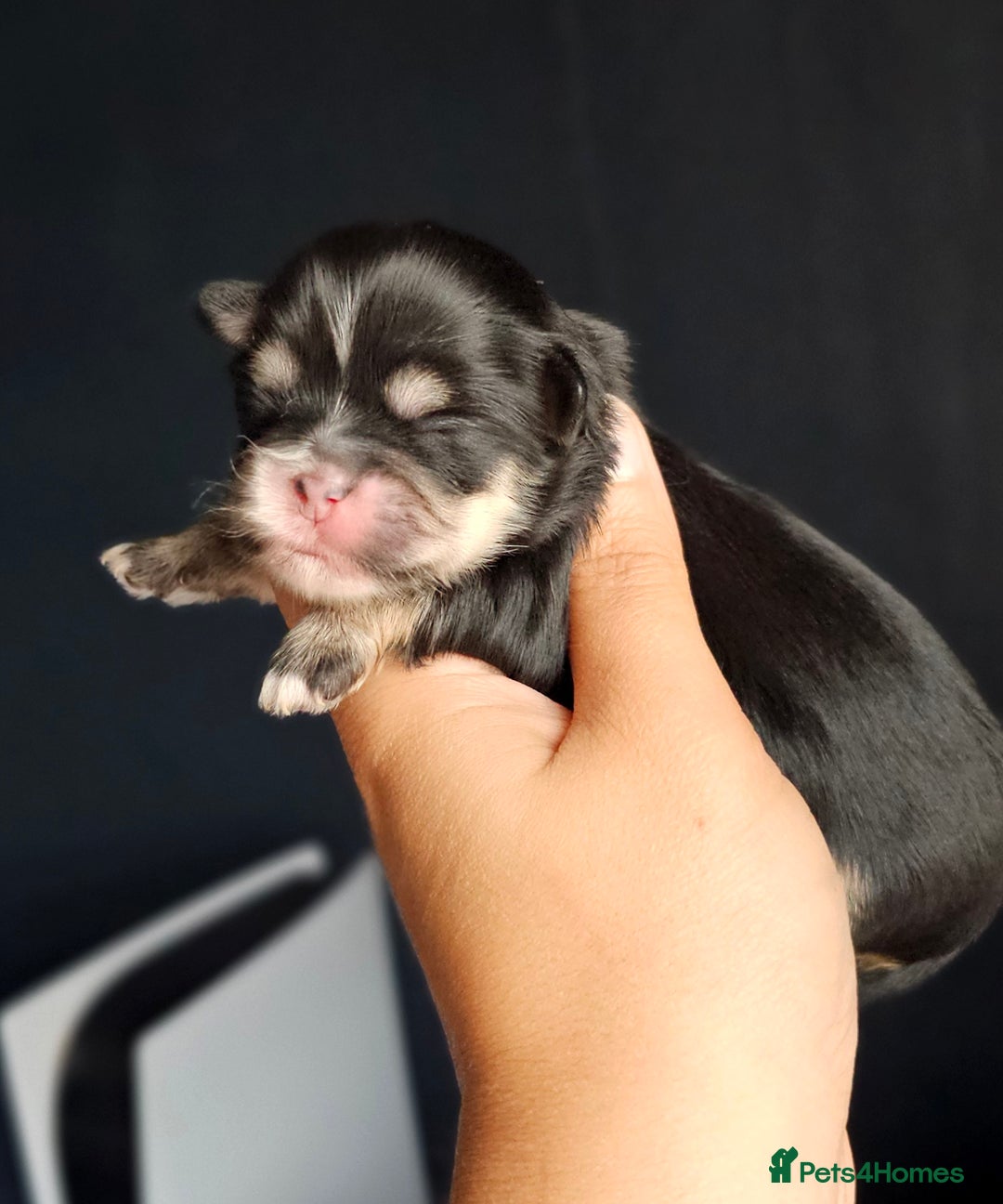 Shih Tzu dogs for sale: Beautiful Shih Tzu Puppies  - Image 4