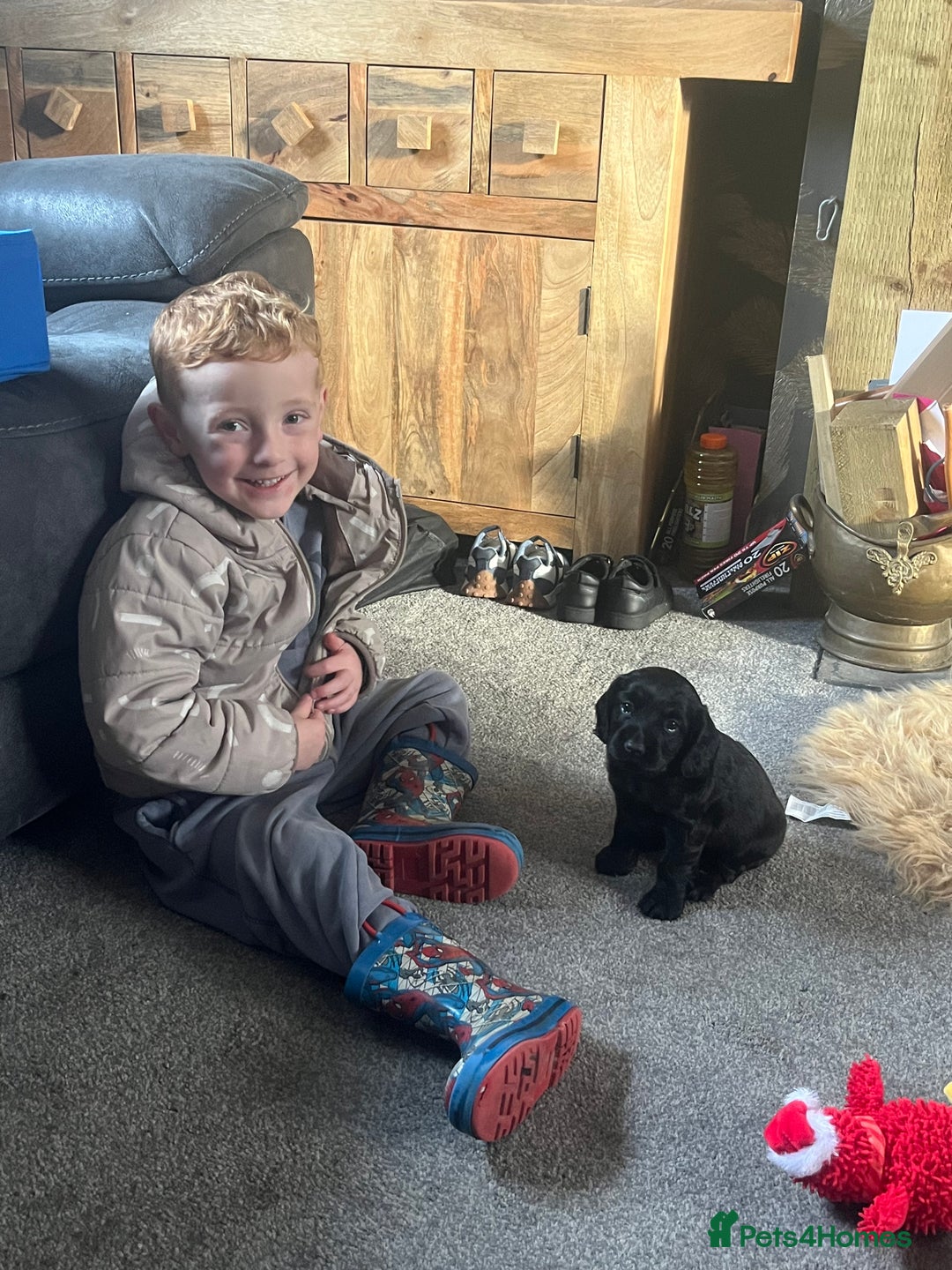 Cocker Spaniel dogs for sale: Cocker spaniel puppies - Advert 11