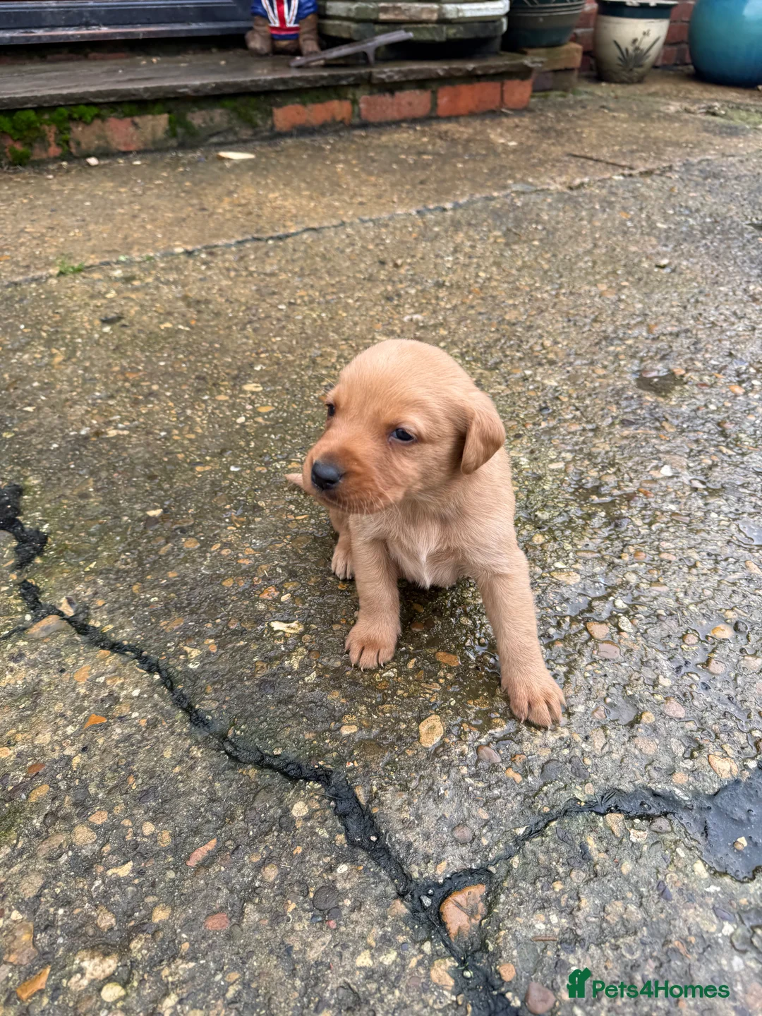 Labrador Retriever dogs for sale: Working Labrador's for sale.   - Advert 5