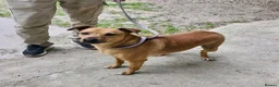 Mixed Breed dogs for adoption: The Story of Jumbo 🐾 - Advert 3