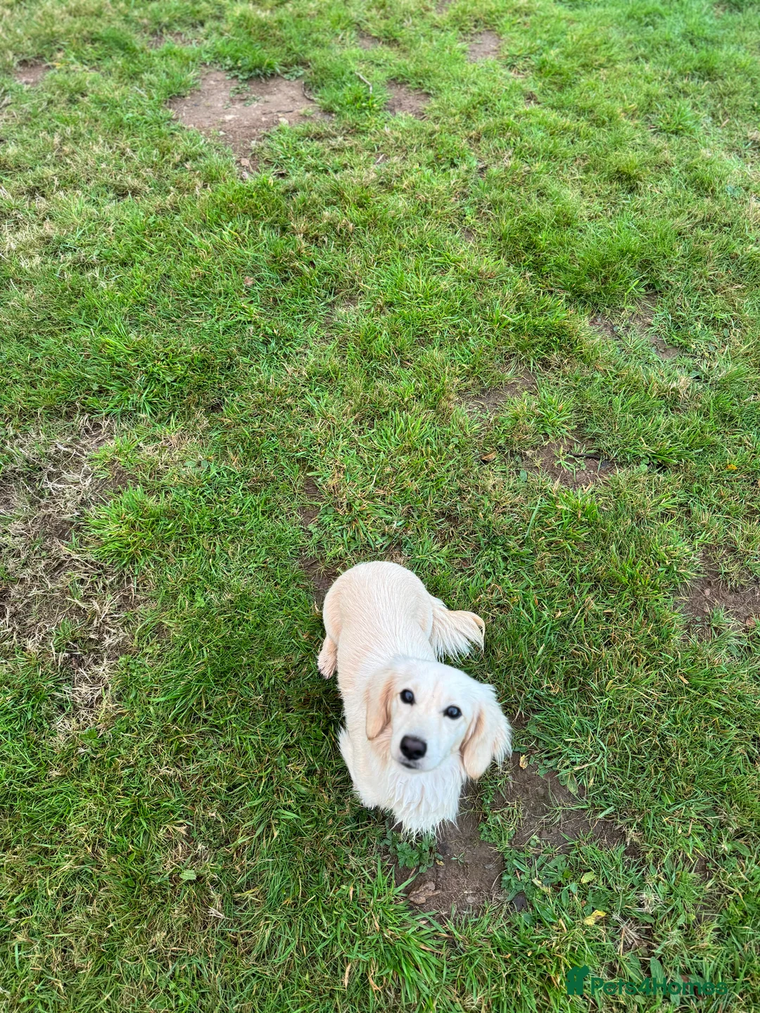 Miniature Dachshund dogs for stud: KC- ee/ii CREAM miniature LH dachshund in Sutton-in-Ashfield - Advert 7