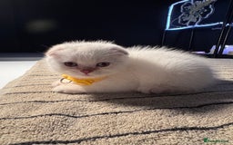 Scottish Fold cats for sale: ⭐️ Beautiful Scottish Folds ⭐️ - Image 2