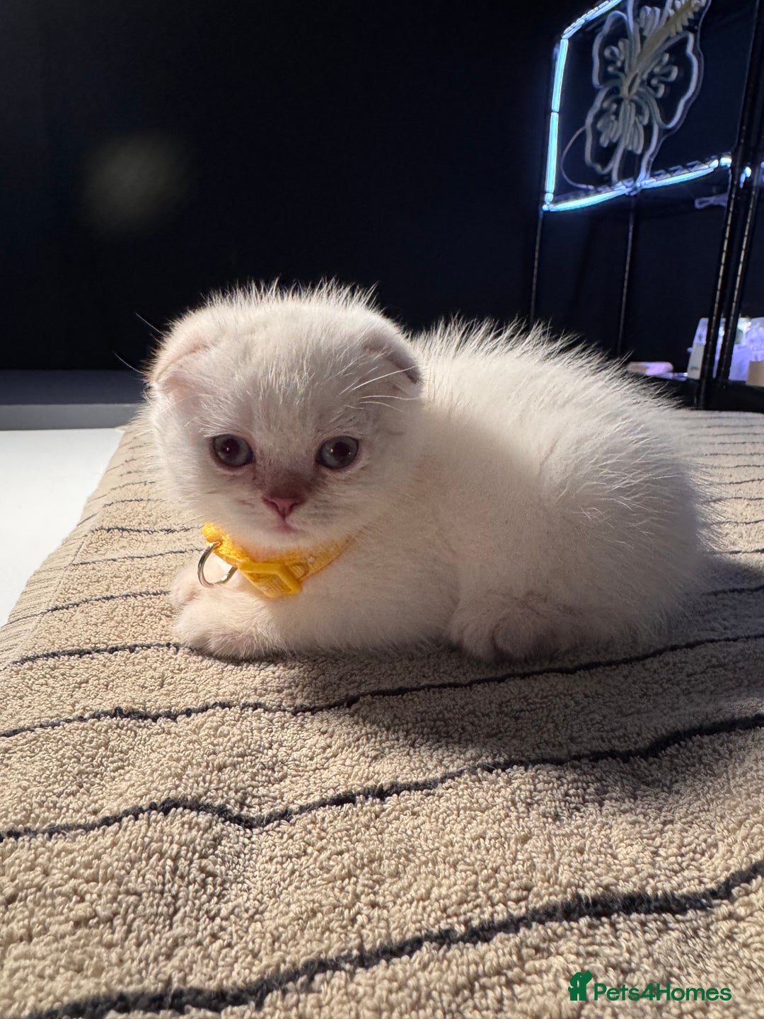 Scottish Fold cats for sale: ⭐️ Beautiful Scottish Folds ⭐️ - Image 2