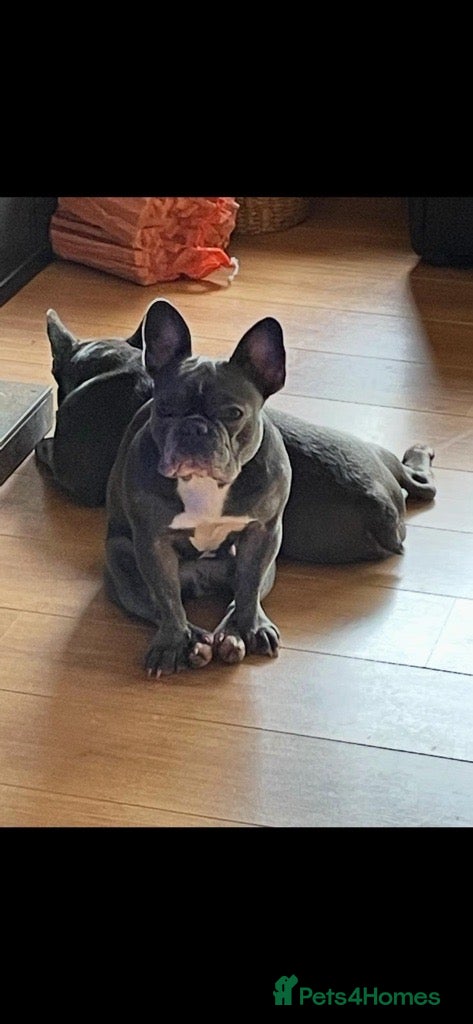 French Bulldog dogs for sale: Luna & Mike NEED a New Loving Home - Advert 9