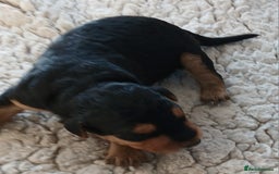 Airedale Terrier dogs for sale: Beautiful Airedale pups - Image 4