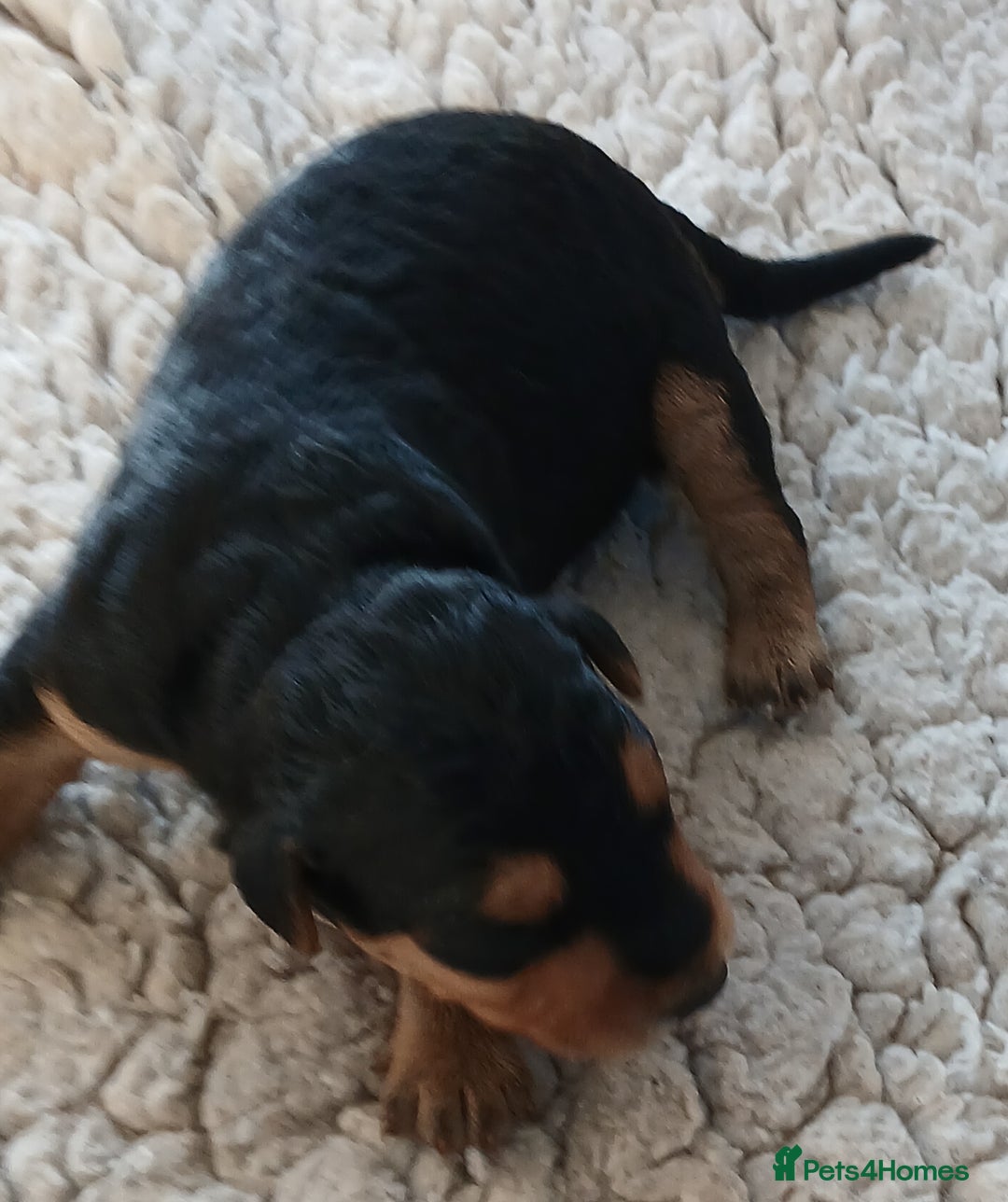 Airedale Terrier dogs for sale: Beautiful Airedale pups - Image 4