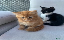 Domestic Shorthair cats for sale: 2 kittens for sale - Image 3