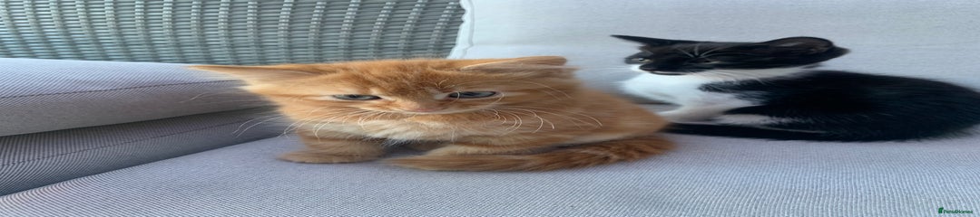 Domestic Shorthair Kitten 1
