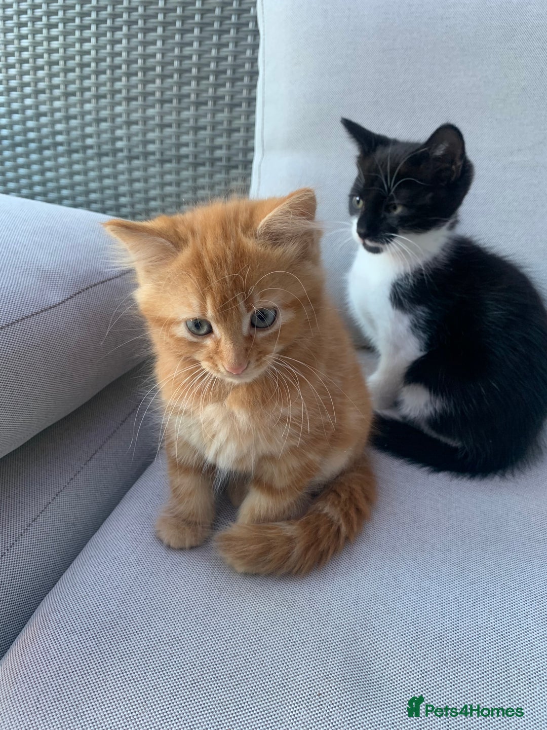 Domestic Shorthair cats for sale: 2 kittens for sale - Image 3