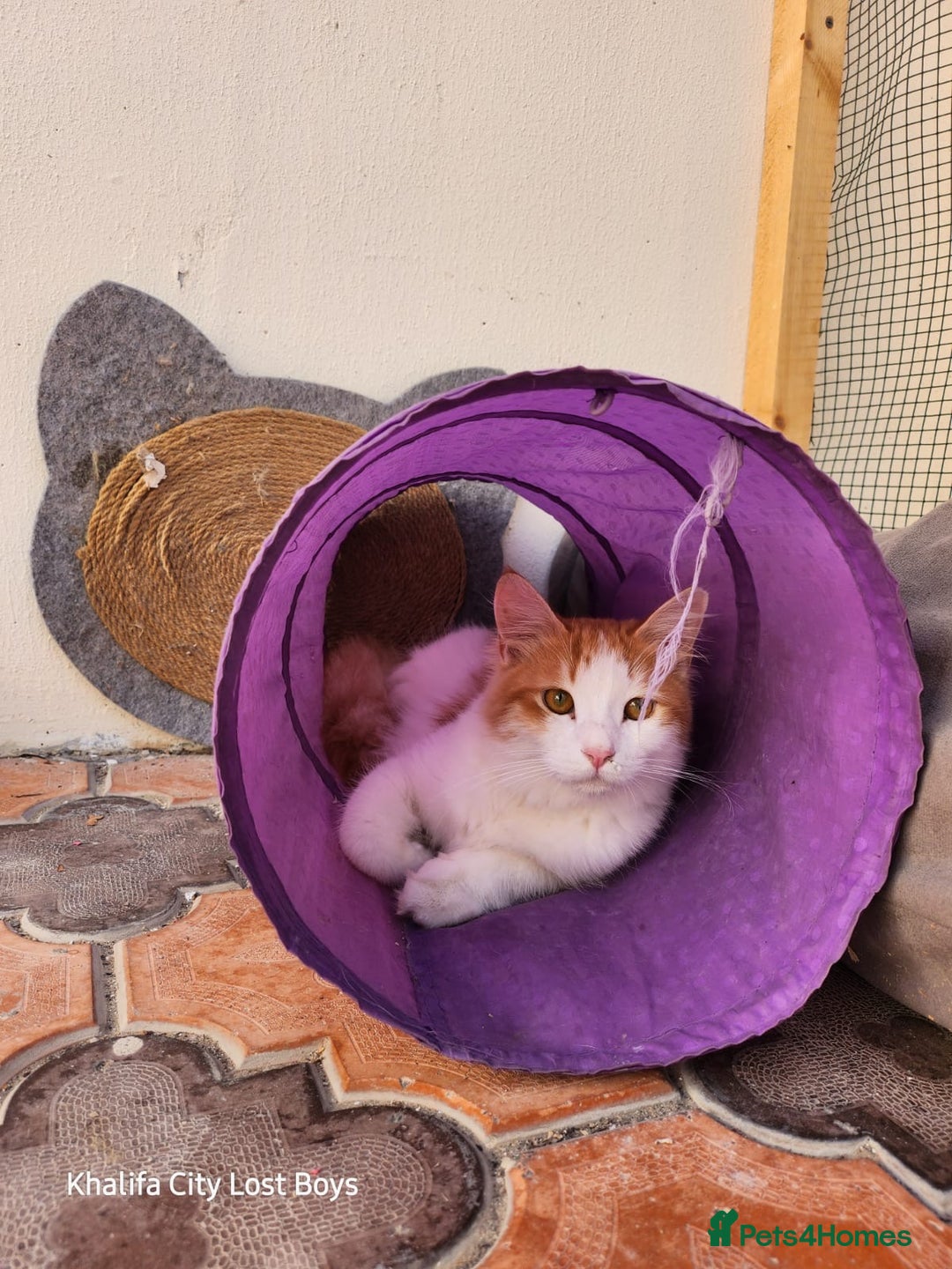Mixed Breed cats for adoption: Lawrence - Image 2