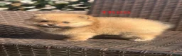 Pomeranian dogs for sale: ❤️ Exceptional KC Registered Pomeranian Puppies ❤️ - Advert 18