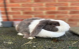 Angora rabbits for sale: Rabbits for adoption - Urgent - Image 21
