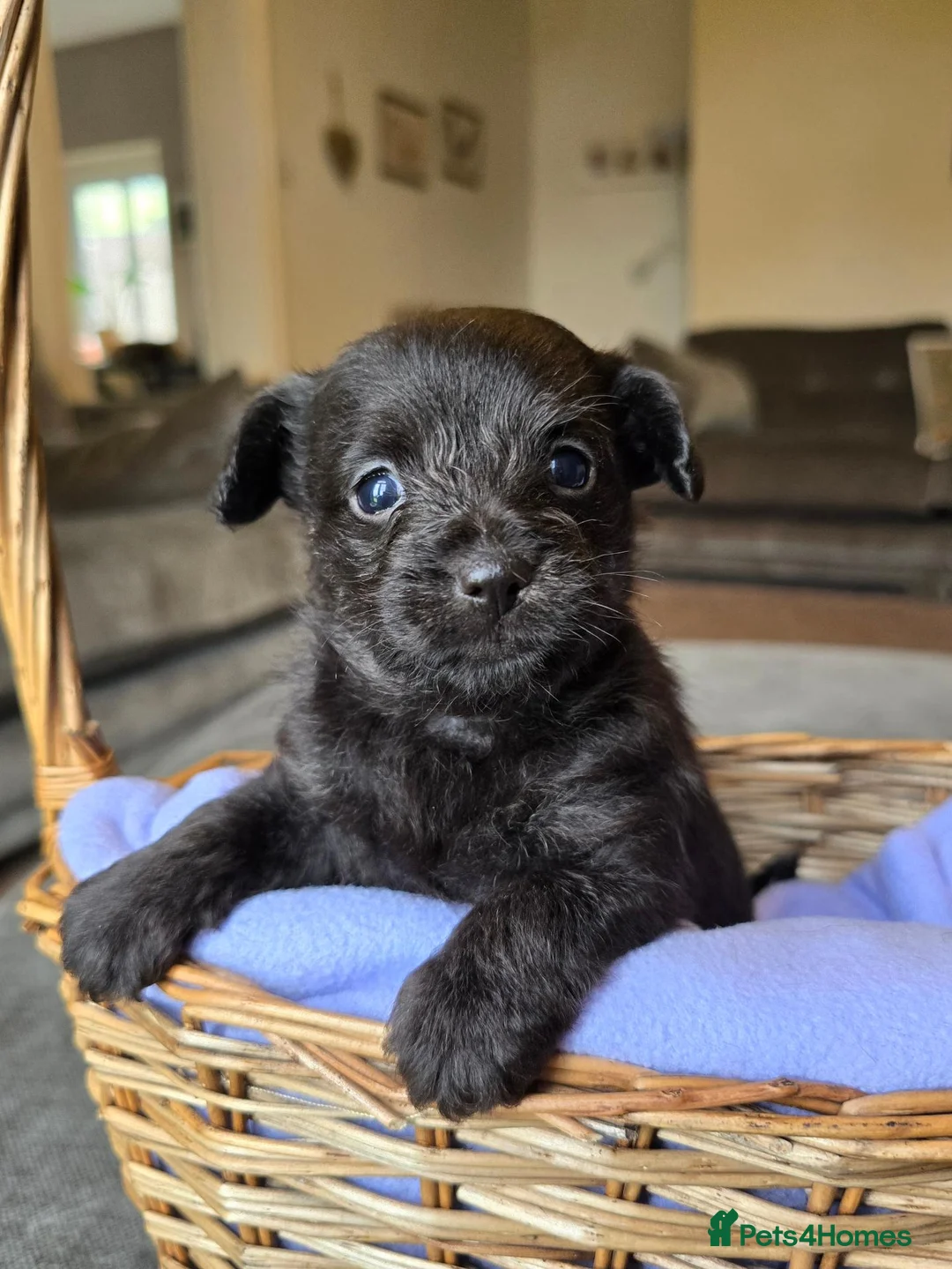Chipoo dogs for sale: 🩵 Beautiful tiny toy chipoo boys 🩵 - Advert 18