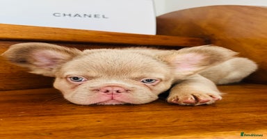 French Bulldog dogs - Advert 2