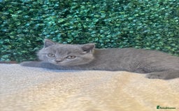British Shorthair cats for sale: 💕British Shorthair Blue Kittens💕 - Image 6