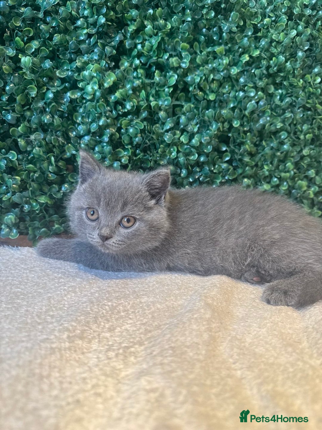 British Shorthair cats for sale: 💕British Shorthair Blue Kittens💕 - Image 6