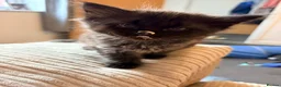Mixed Breed cats for sale: Fluffy babies  - Advert 6
