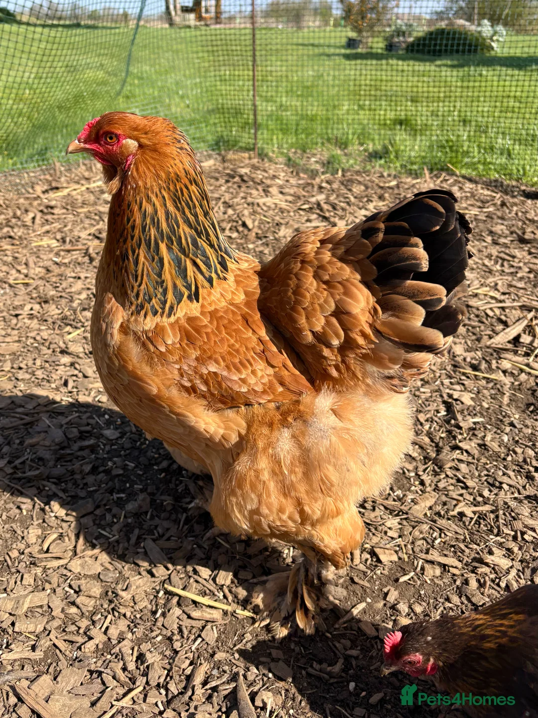 Chickens poultry for sale: Brahma Large Fowl Hens 8 Months Old - Advert 3