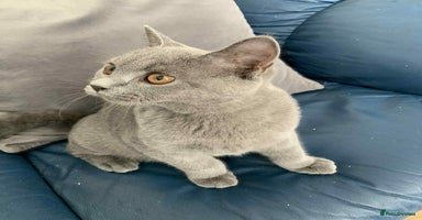 British Shorthair cats - Advert 3