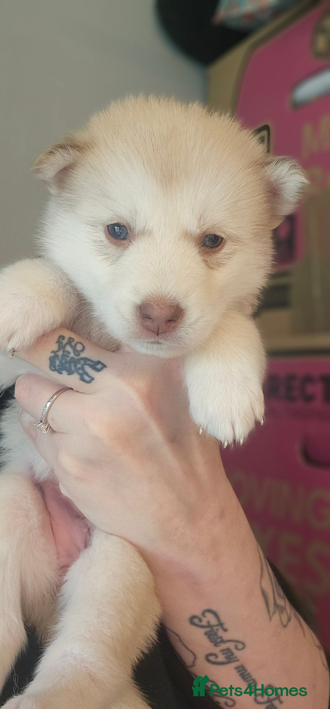 Alaskan Malamute dogs for sale: 3/4 Alaskan Malamute 1/4 Husky - Image 4