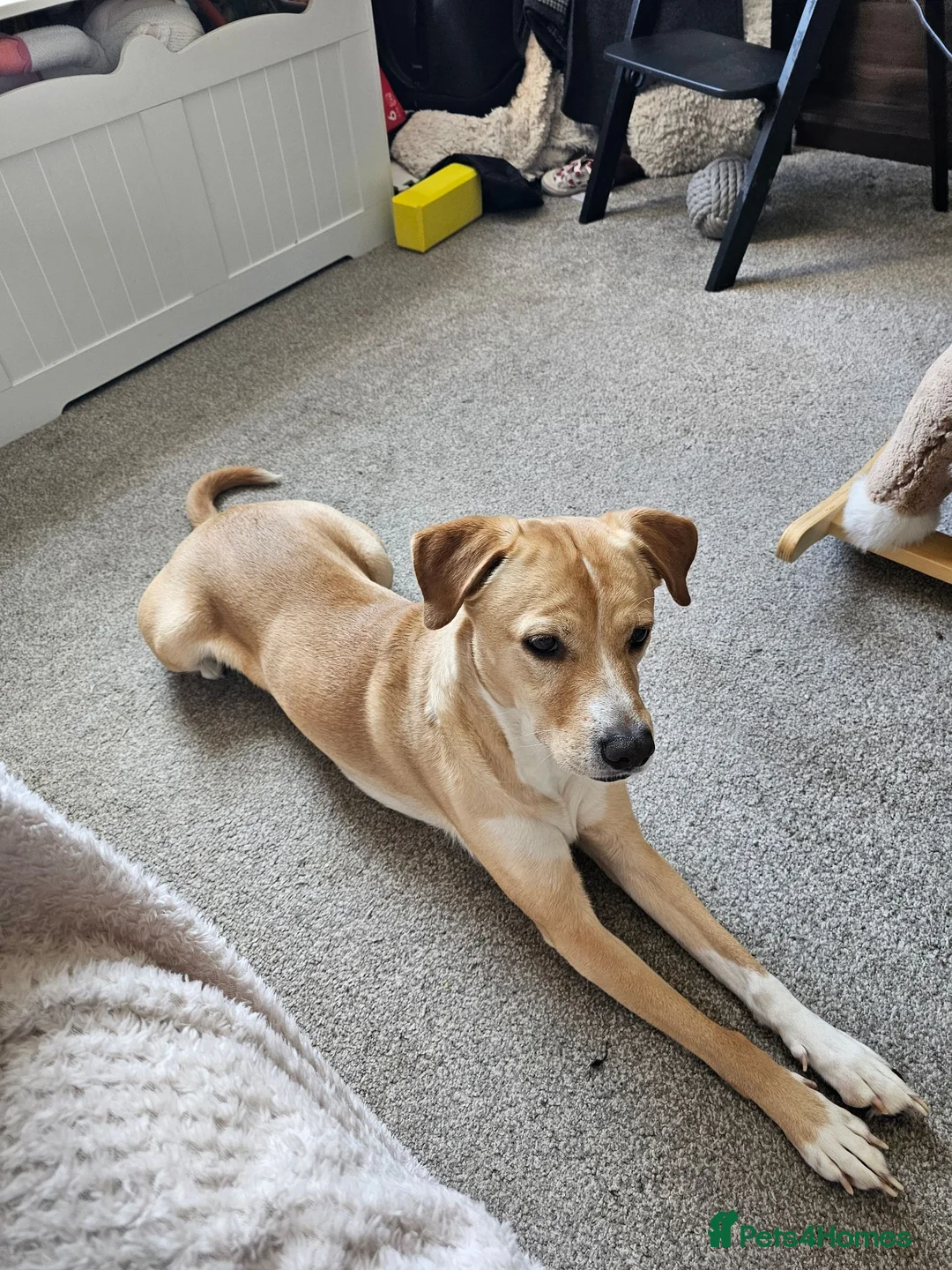 Mixed Breed dogs for sale: Bonnie in Elland - Advert 2
