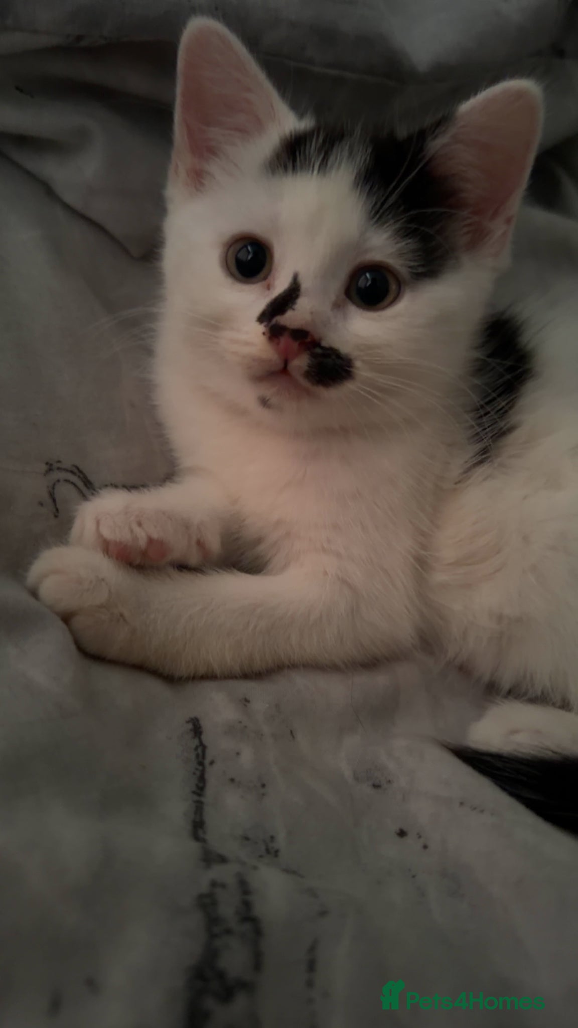 Mixed Breed cats for sale: Beautiful white kitten - Advert 4