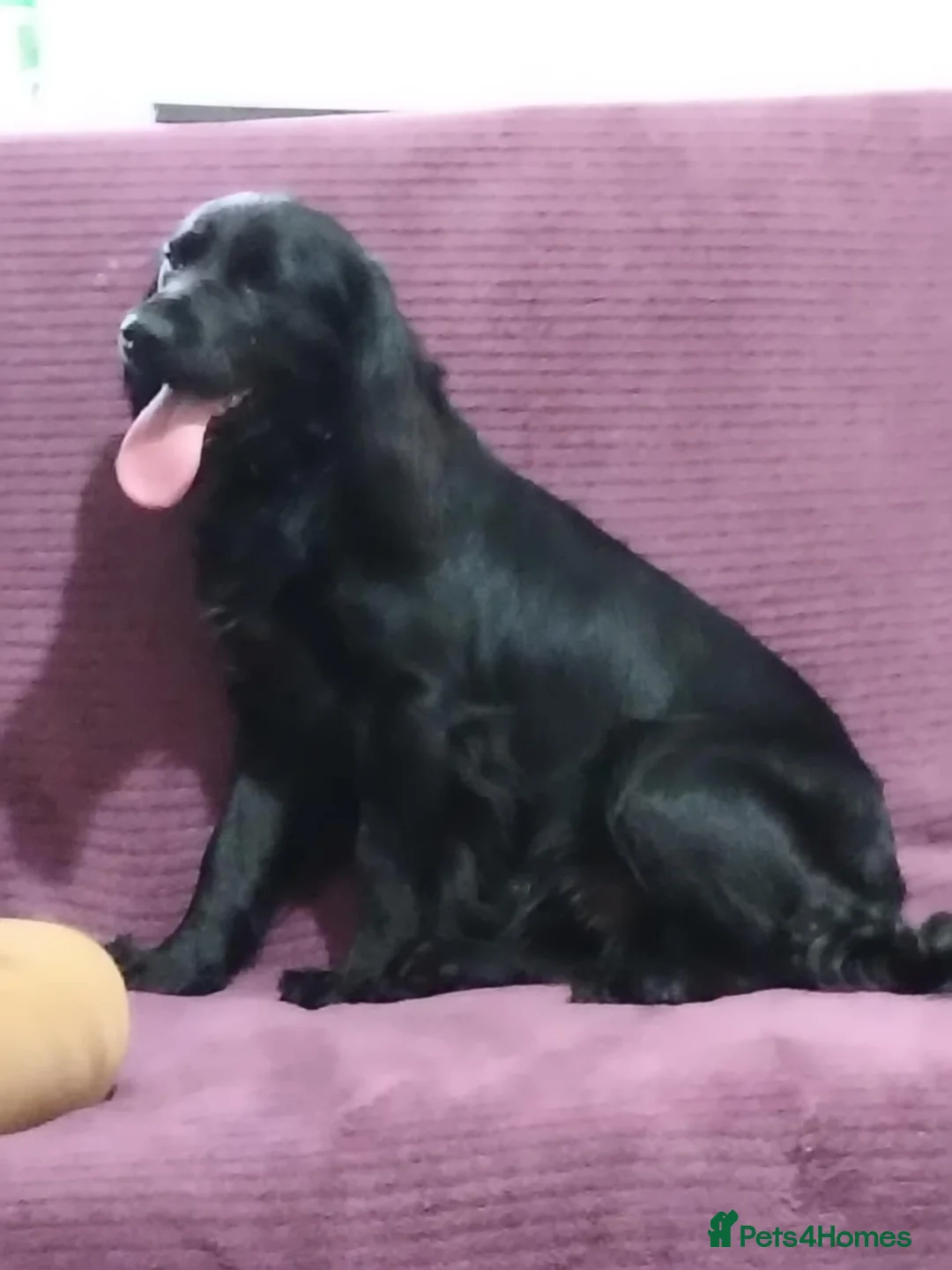 Cocker Spaniel dogs for sale: Cocker spaniel - Advert 11