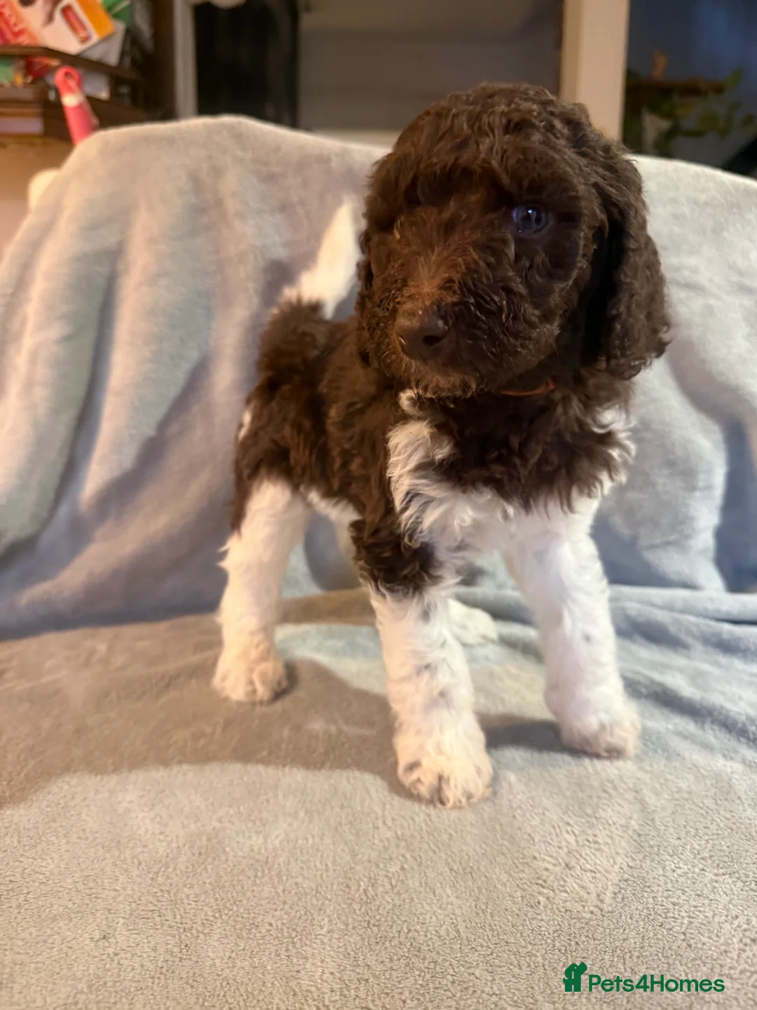 Standard Poodle dogs for sale: Standard poodle puppies  - Advert 1